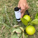 Une main tient un monoculaire blanc portable avec zoom au-dessus d'une surface herbeuse, à côté de deux pommes vertes, d'une plante succulente et de brins de romarin.